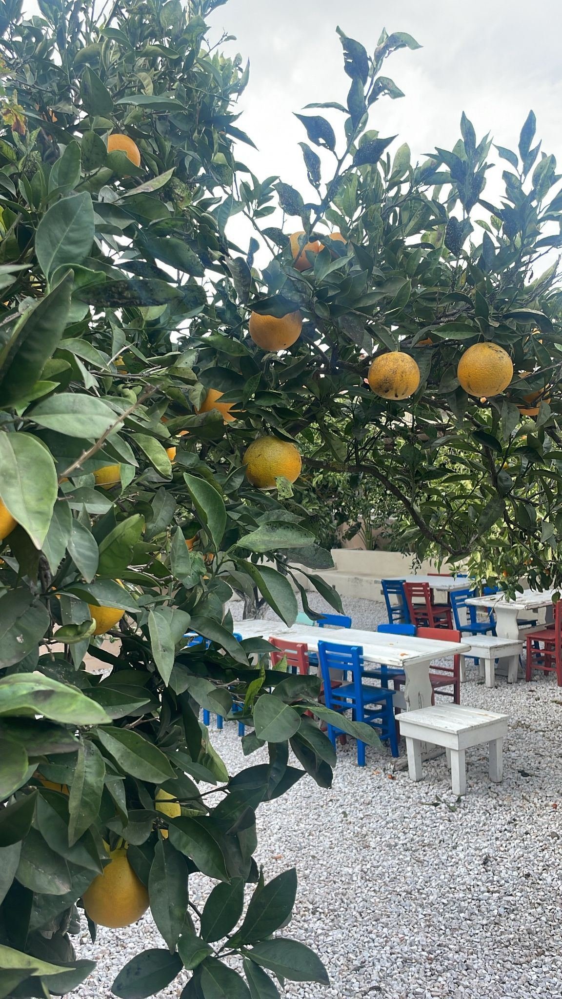 Asmalı Çardak galeri fotoğrafı 5